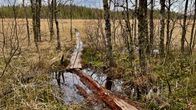 Rikkinäiset pitkospuut vievät metsän halki keväiselle suolle. Puiden lehdet ovat vasta puhkeamassa, ja maasto on kosteaa sekä vetistä.
