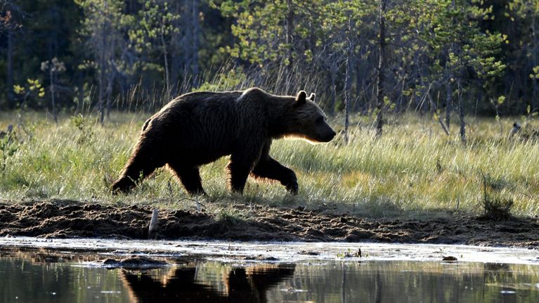 Karhu Suomen ja Venäjän välisellä rajavyöhykkeellä Kuhmon erämaassa 16. elokuuta 2022.