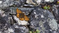 Tundrahopeatäplä-perhonen tunturikivikossa.