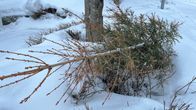 Joulukuusi jätekatoksen vieressä lumihangessa