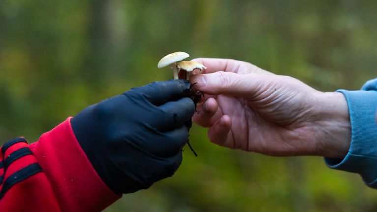 Henkilö antaa sienen toiselle henkilölle.