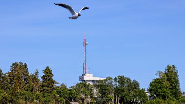 En mås flyger över vattnet med en byggnad och en radioantenn i bakgrunden en solig dag.