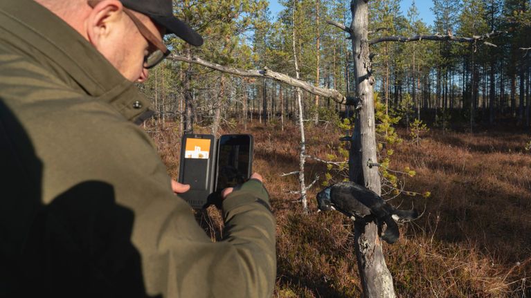 Mies ottaa kuvaa puhelimella puun oksalle laitetusta teerestä.