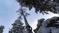 Lumisia puita vanhassa metsässä.