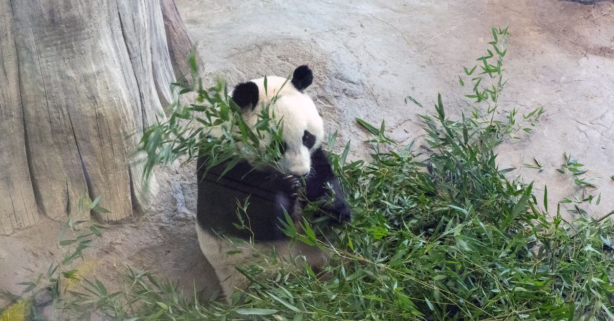 Panda repatriation was mutually agreed, says Chinese Embassy | Yle News ...