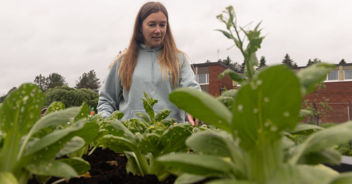 Boosting Food Cultivation in Lapland: The Role of Municipalities