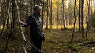 Mies seisoo metsässä, nojaa taipuneeseen koivuun ja katselee syvemmälle metsään.