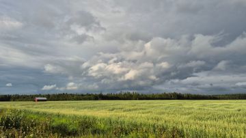 Pelto vihreine kasveineen, taustalla metsä ja punainen rakennus, yläpuolella pilvinen taivas.