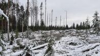 Talvinen hakkuuaukea, jossa pystyssä vain muutamia puita. 