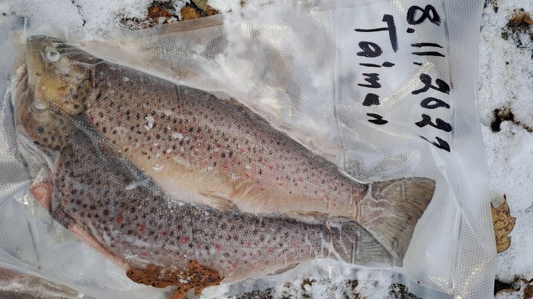 Kaksi taimenkalaa pakattuna vakuumiin säilytystä varten.