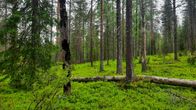 Vanhaa metsää vihreällä aluskasvillisuudella. Kaatunut puunrunko.