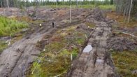 Metsäkoneen jättämiä uria metsäpohjassa Kaupinvaaran metsässä Suomussalmella Kainuussa.