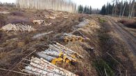 Metsähakkuupaikka, jossa on puita kaadettu ja kerätty kasoihin.