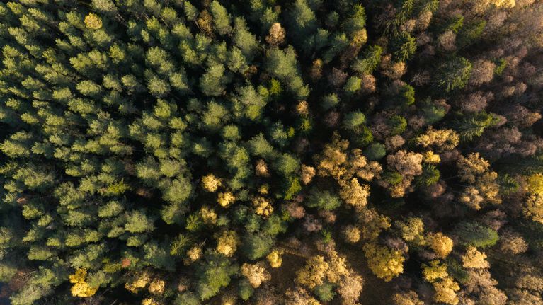 Ilmakuva kaupungin omistamasta metsäalueesta Kemin Ajoksessa.