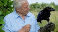 Sir David Attenborough tutkii luonnon ihmeellisimpien eläinlajien ja kasvien elämää.