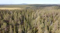 Värriön yhteismetsää Sallassa.