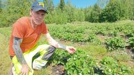 Mies kyykistyneenä mansikkapenkin viereen.