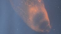 A Saimaa ringed seal pup photographed underwater.