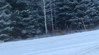 Susi kävelee tien laidassa metsää kohti.