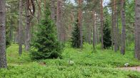 Kesäisen vihreä kuusi- ja mäntymetsä, jonka keskellä kulkee polku. Polun varrella on kaksi kiveä, jotka merkkaavat hautapaikkoja.