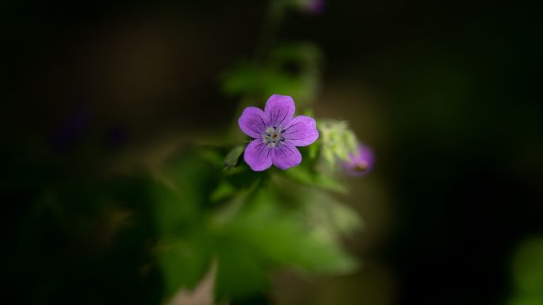 Violetinsininen metsäkurjenpolvi kukkii varjoisassa metsässä.