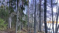 Järven puustoista rantaa, jossa kasvaa kuusia ja lehtipuita. 