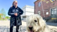 Oululainen Mervi-Marja Mero käytti etelävenäjänkoira Hemmoa eläinlääkärissä 3.6.2025.