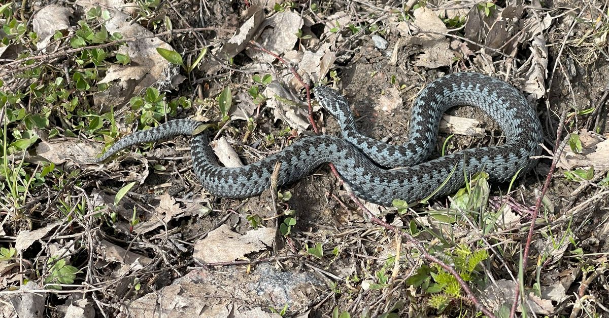 Kyyt luikertelevat koulun pihalla Hausjärvellä – asiantuntija ehdottaa ...