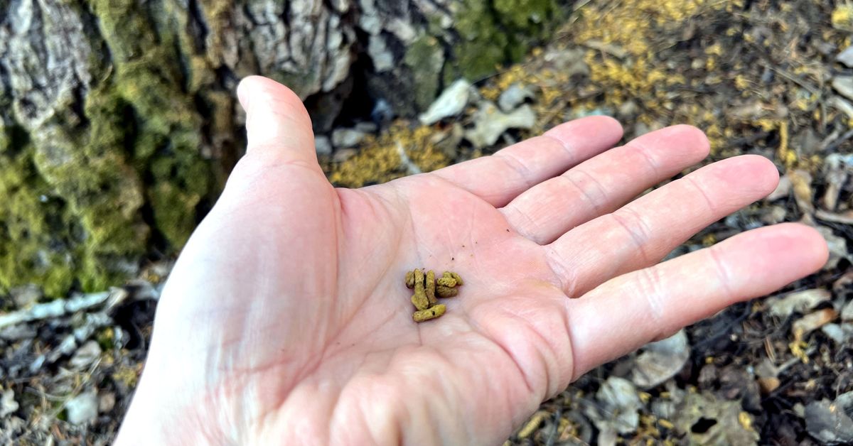 Flying squirrel poop may cause roadblock for Pori development | Yle ...
