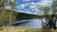 En strand med gräs och björkar. Den motsatta stranden har barrskog och ligger ganska nära.