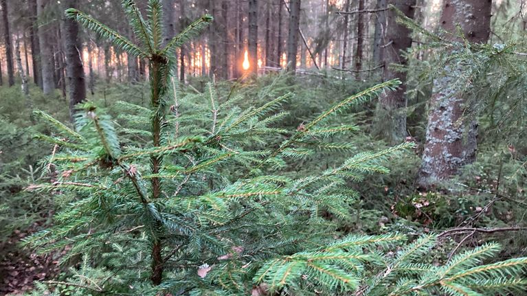 Kuusimetsä ja auringonlasku.