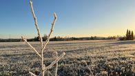Pelto aamulla pakkasyön jälkeen.