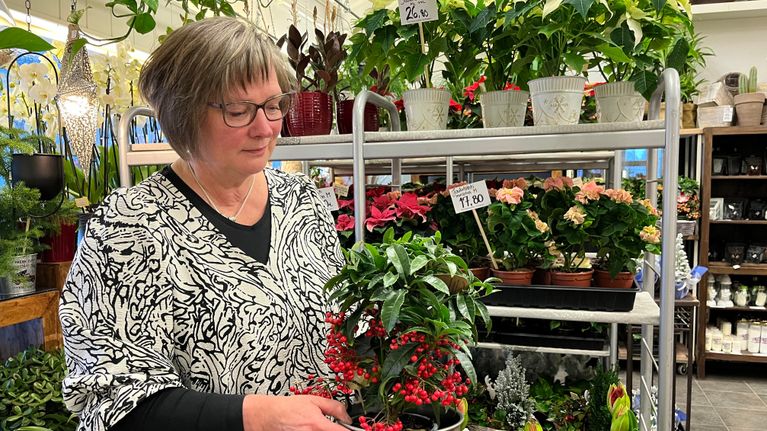 Kukkakauppias Rauni Ahola ardisiaruukku kädessään.