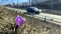 En blommande krokus i närbild vid en stor väg.