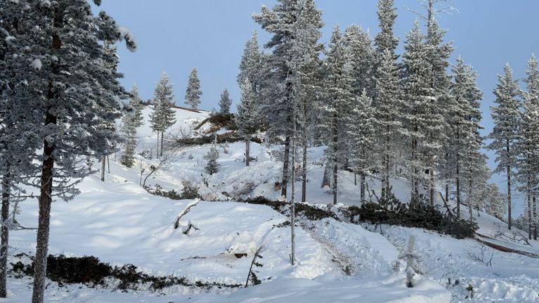 Vaarassa hakattu metsää motolla, oksia ja puita maassa.