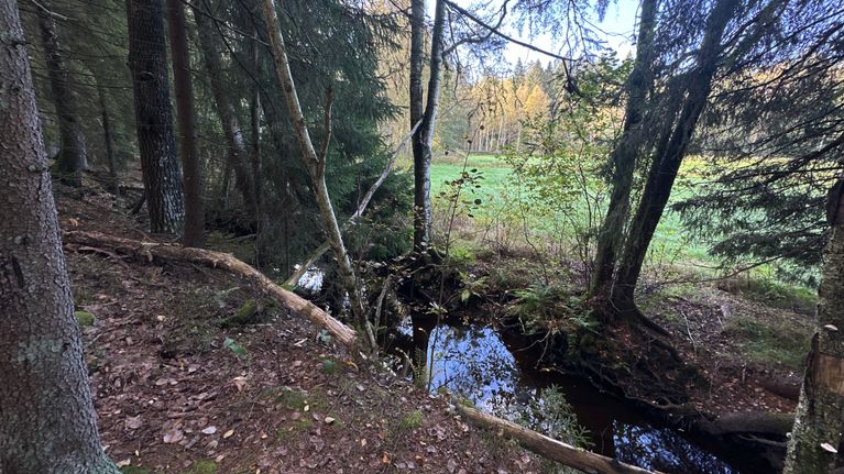 Puro, jonka toisella puolella on metsäpolku, toisella puolella vihreä pelto.