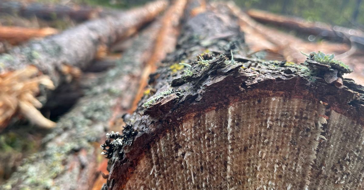 Skogsbranschen i svacka efter exceptionella år – men en produkt säljer ...