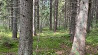 Vierevänniemen kuusivanhukset seisovat ehjällä metsäpohjalla.