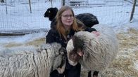 Juuassa asuva Emilia Erola ja hänen elokuva-avustajina toimineet pässinsä kotona Pikkusiiven Tilan talvilaitumella.