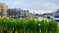 Narcisser i Åbo på teaterbron