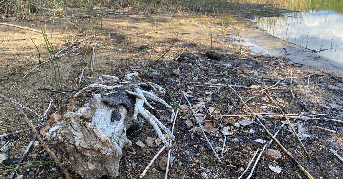 Ilmastotutkimus hyötyy Saimaan matalasta vedenpinnasta – pal