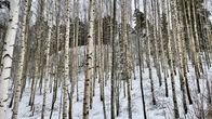 En björkdunge. Tunna björkar växer tillsammans. I bakgrunden syns annan skog. Snö, vinter.