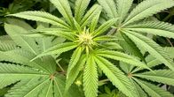 Lähikuva kirkaanvihreän, leveälehtisen kannabiksen kukinnosta. 