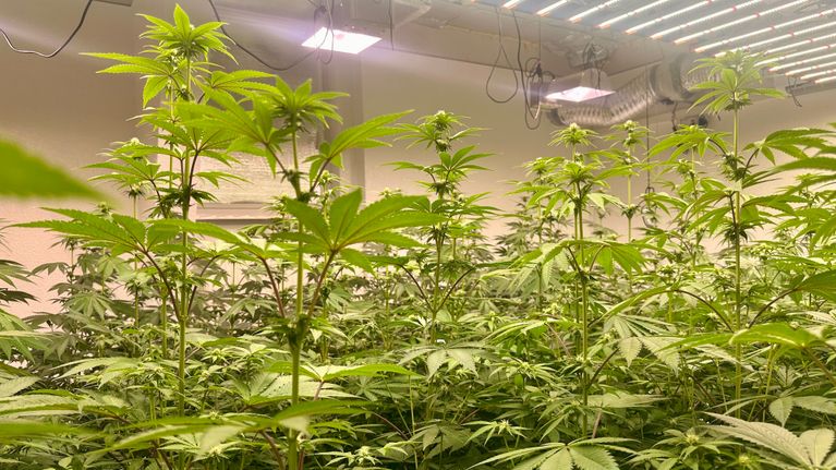Flera cannabisplantor växer i ett inomhusodlingsrum med belysning och ventilationsrör i taket.