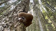 Isokokoinen kääpä kasvaa vanhan koivun rungolla.