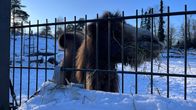 Kameli piha-aitauksessa Korkeasaaressa.