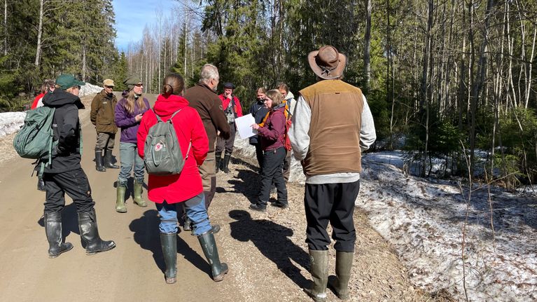 Liito-orava Lifen asiantuntijat tutustuivat Myhinpäässä talousmetsäkohteeseen, jossa puun korjuu oli suunniteltu liito-oravan ehdoilla.