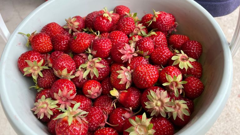  Polka-mansikoita valkoisessa ämpärissä.