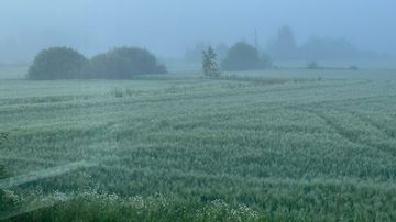 Sumuisella pellolla kasvaa vihreää viljaa, taustalla näkyy puita ja pensaita vaalean sumun keskellä.