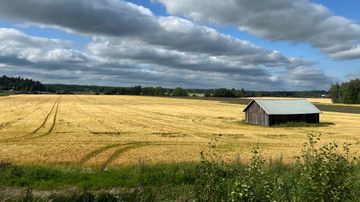 Peltoaukea, jossa on harmaa lato keskellä, taustalla metsää ja taivaalla pilviä.